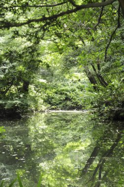 Ormandaki nehrin güzel manzarası