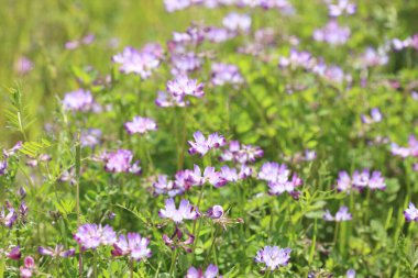 Ormanda yabani çiçekler