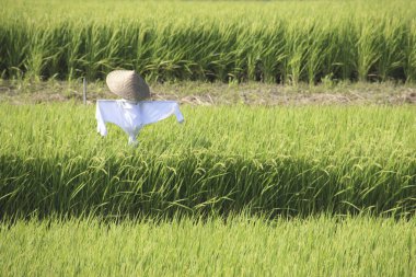 Tarlalarda pirinç hasadı, detaylı görünüm