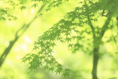 Su havaya düşer, arka plan bulanıklaşır. Soyut arkaplan 