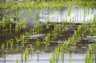 Pirinç tarlasında sularda yetişen pirinç bitkilerini kapatın.               