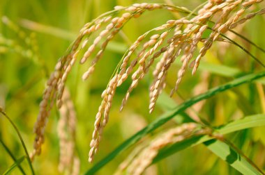 Tarladaki pirinç bitkilerinin kulakları, yakın görüş