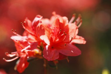 Bahçedeki güzel kırmızı çiçek