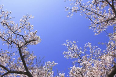 Mavi arka planda beyaz kiraz çiçekleri