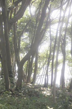 beautiful view of the forest with green trees    