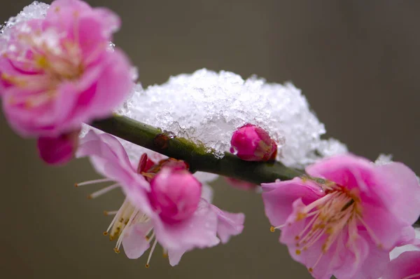 Hermosa Primavera Flores Cerezo Con Nieve Jardín — Foto de Stock