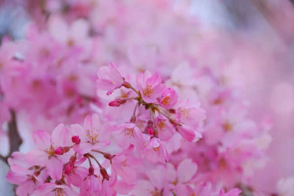 Close Uitzicht Mooie Roze Kersenbloesems — Stockfoto