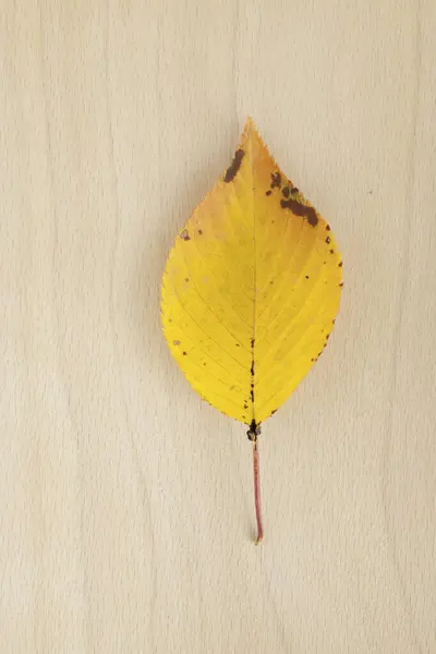木制背景上明亮的秋叶的特写 — 图库照片