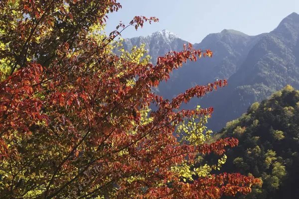 美丽的秋天风景 绿叶斑斓 — 图库照片