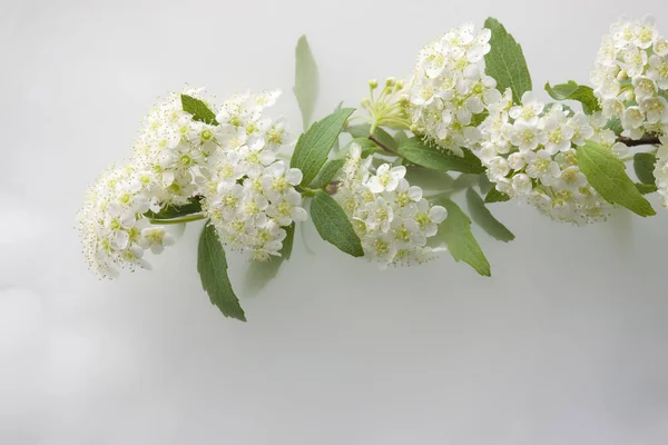 白い背景に白い春の花 — ストック写真