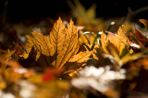 Herbstblätter Park Hintergrund Nahaufnahme — Stockfoto