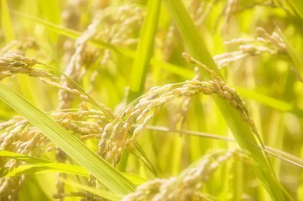 Reispflanze Feld — Stockfoto