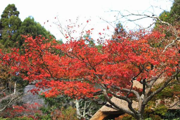 Hermosas Hojas Otoño Los Árboles Temporada Otoño Japón — Foto de Stock