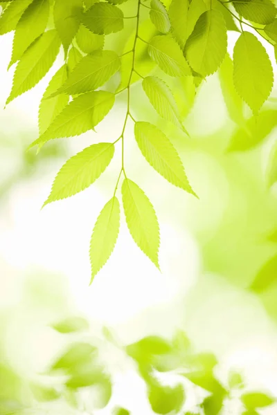 Pozadí Zelené Listy Slunečního Záření — Stock fotografie