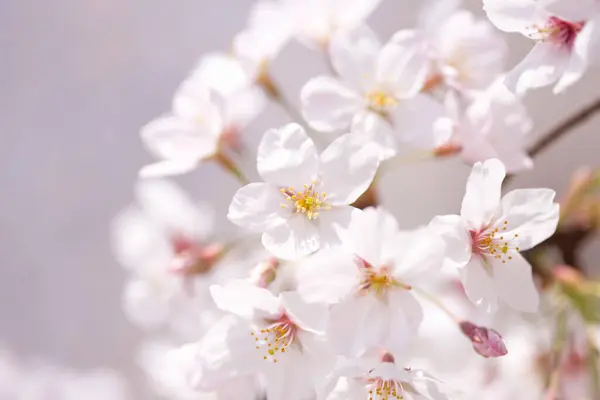 Cherry Blossom Spring — Stock Photo, Image
