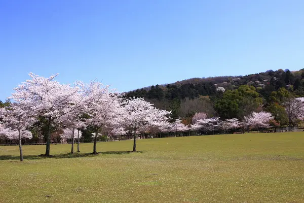 Stock image beautiful blooming cherry trees in spring garden