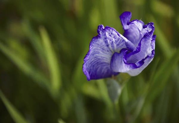 Nahaufnahme Der Schönen Irisblume Die Garten Wächst — Stockfoto