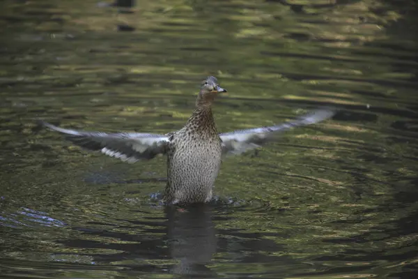 可爱的鸭 有美丽的翅膀在池塘里的公园 — 图库照片