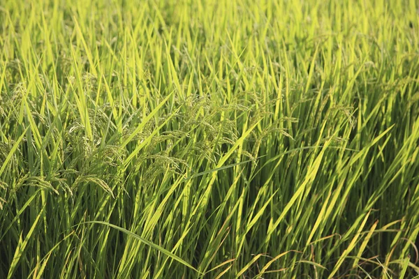 Nahaufnahme Von Schönen Frischen Grünen Gras Hintergrund — Stockfoto
