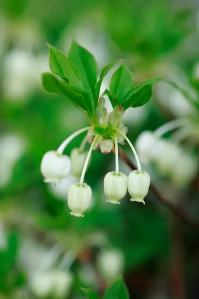 flowers of a white jasmine plant