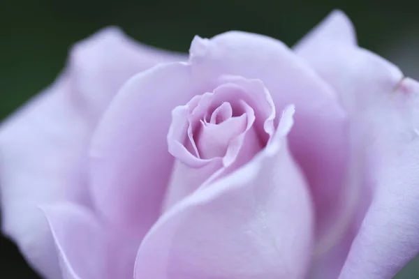 아름다운 분홍색 장미를 가까이 — 스톡 사진