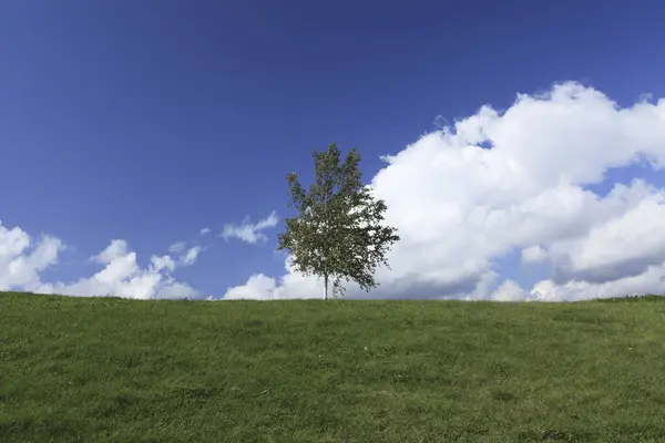 Дерево Облака Голубом Небе Фоне Природы — стоковое фото