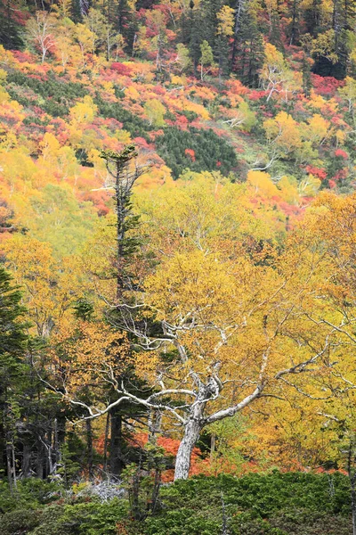 美丽的秋天色的树 — 图库照片