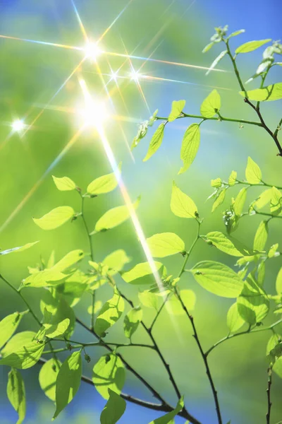 green leaves and sun in spring. nature background