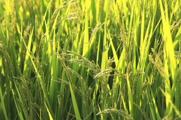 美しい新鮮な緑の草の背景のクローズアップビュー — ストック写真