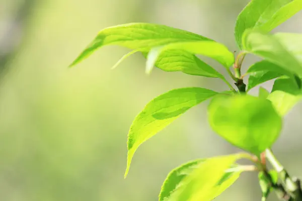 Зелене Листя Флора Природі Листя — стокове фото
