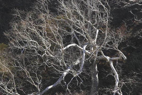 Kala Vinterträd Lemmar Royaltyfria Stockbilder