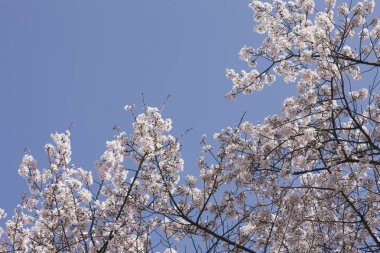 İlkbaharda kiraz ağacının çiçek açması. 
