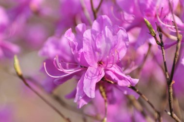 Bahçedeki güzel çiçekler, baharda açan ağaçlar.