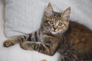 Şirin evcil kedi yavrusunun yakın çekimi. 