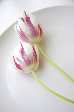 Yeşil saplı beyaz bir tabakta iki lale.