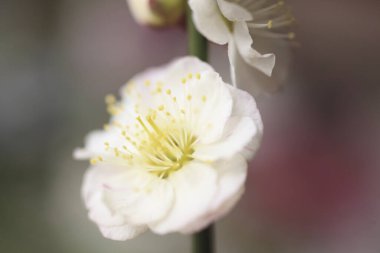 Güzel çiçekler, yakın manzara, yaz konsepti.