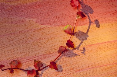 Sonbahar arkaplanı. parlak sonbahar yaprakları. 