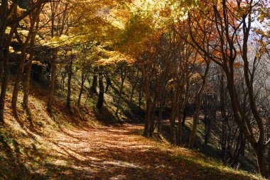 Güzel dağ ormanı arka planı, sonbahar mevsimi