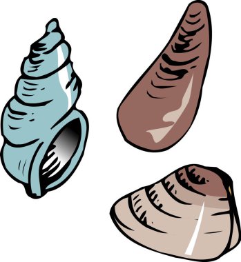 Deniz kabuklarının karikatür çizimi 