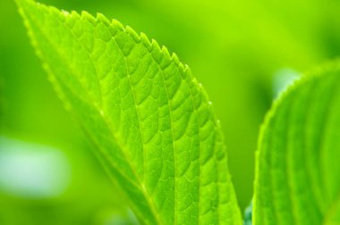 Taze yeşil nane yaprakları, bitki örtüsü ve yaprakların yakın plan görüntüsü            