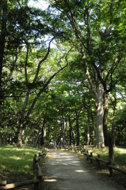Yol ve yeşil ağaçlı güzel bir park manzarası.    