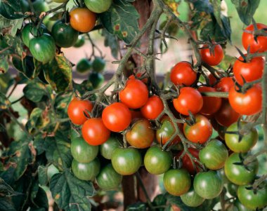 Bahçedeki kırmızı ve yeşil domateslerin yakın çekim görüntüsü