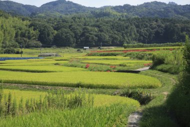 Japonya 'daki yeşil dağların yanındaki pirinç tarlası.