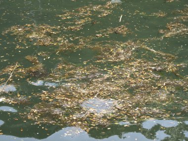 Üzerinde bir sürü çöp olan bir su kütlesi.