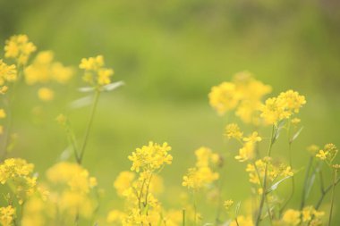 Bahçedeki güzel çiçekler