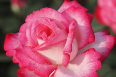 Bahçedeki güzel pembe gül. Çiçek arka planı