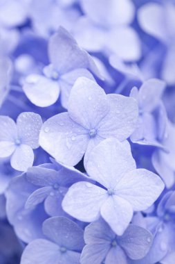 Bahar bahçesinde güzel ortanca çiçekleri, güzel doğal arka plan                    