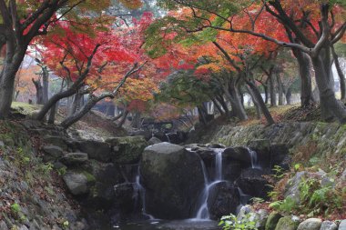 Japon parkında nehir kenarında renkli sonbahar ağaçları