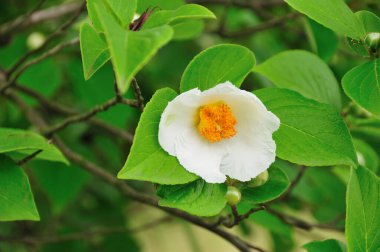 Beyaz çiçekler ve yeşil yapraklar