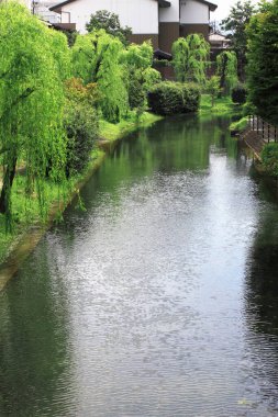 Tomurcuklanmış yeşil söğüt ağaçları Sakin, dar nehir kıyısında